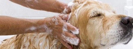 Hond wassen